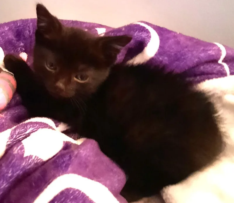 Felix  A BOTTLE thumbnail 3
