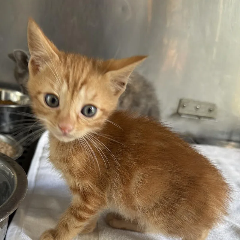 A baby small-sized male Orange / Red Domestic Short Hair cat named Sprout for adoption in Goshen, IN