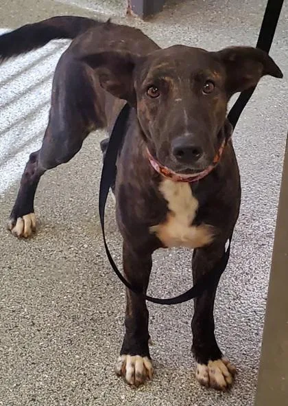 An adult medium-sized female Dutch Shepherd dog named Kaho Olawe for adoption in Kansas City, MO