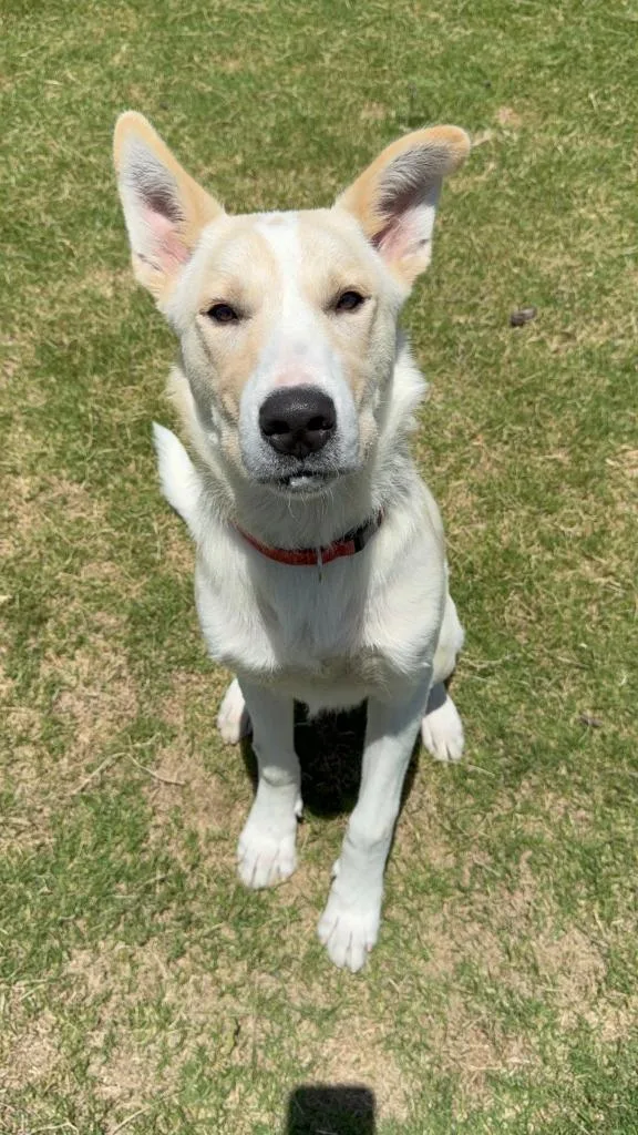 A young large-sized male Mixed Breed dog named Romy for adoption in Glen Rose, TX