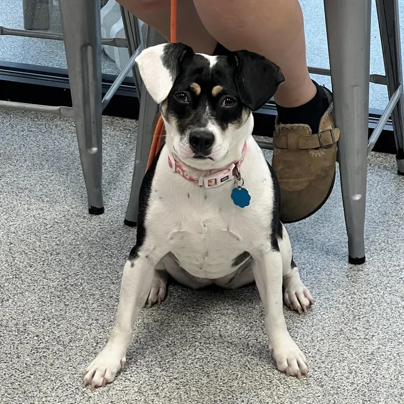 An adult small-sized female Mixed Breed dog named Daisy for adoption in Monticello, IA