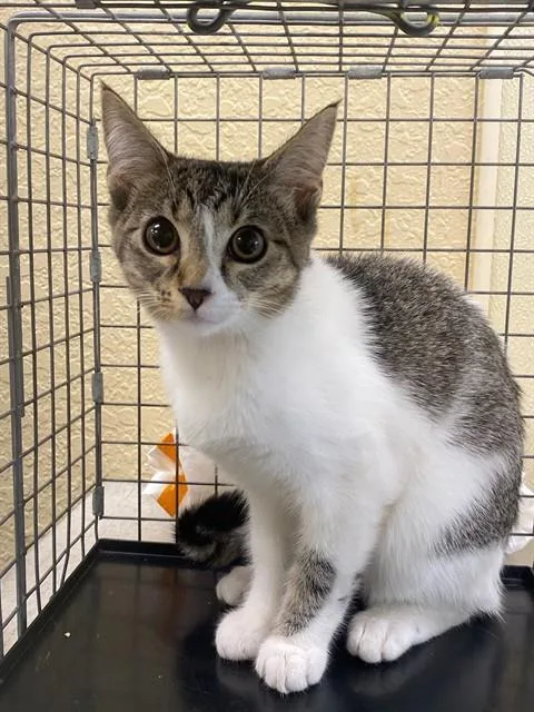 A baby small-sized female Domestic Short Hair cat named Daisy for adoption in Fort Myers, FL