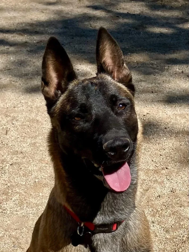 An adult large-sized female Belgian Shepherd / Malinois dog named Ember for adoption in Vancouver, WA