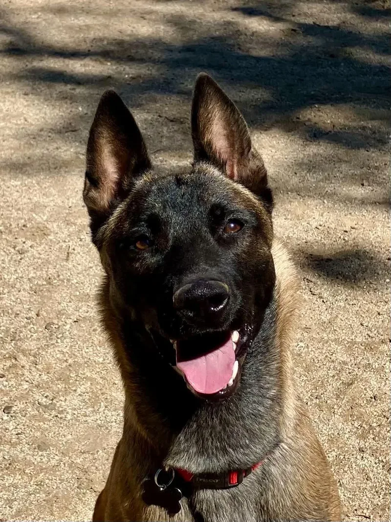 Ember thumbnail 2