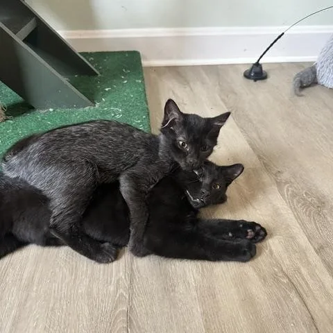 A baby medium-sized male Black Domestic Short Hair cat named Clyde for adoption in Belmont, NC