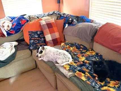 BarleyCAT thumbnail 3