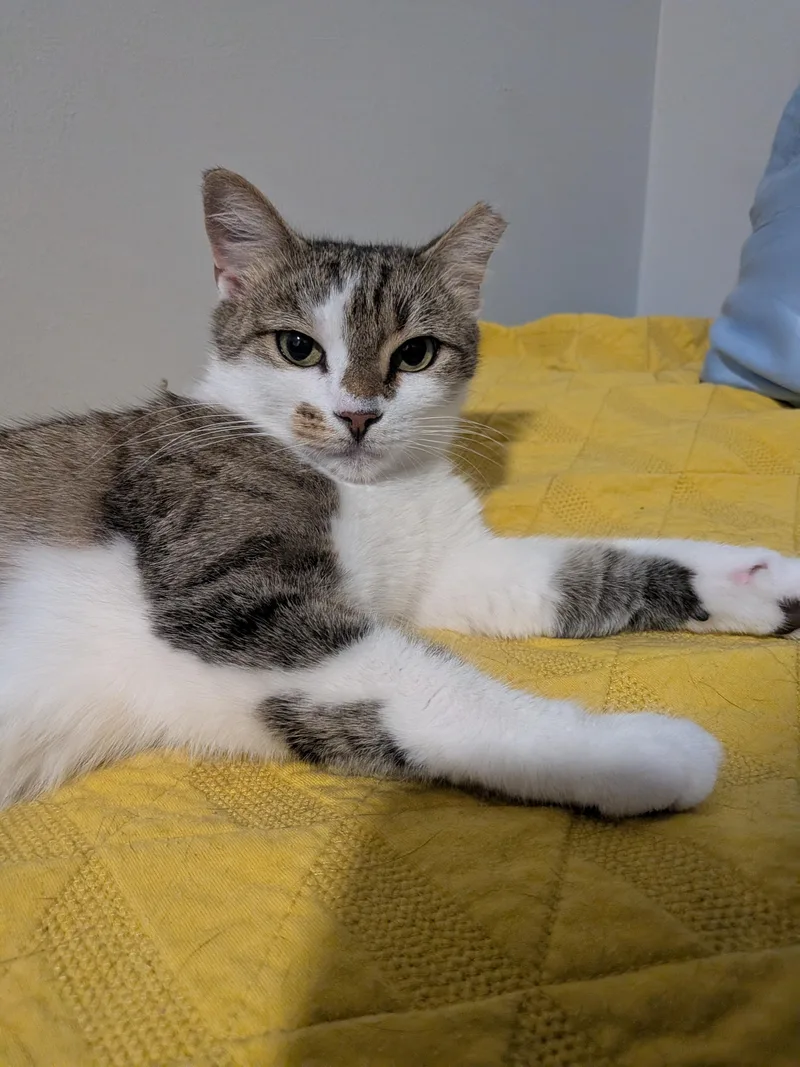Wing Cat thumbnail 3