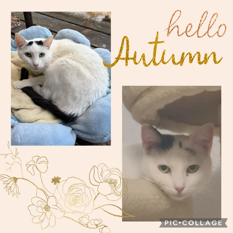 An adult medium-sized female Black Turkish Van cat named Pebble and Sprinkle NWC for adoption in Mission Viejo, CA