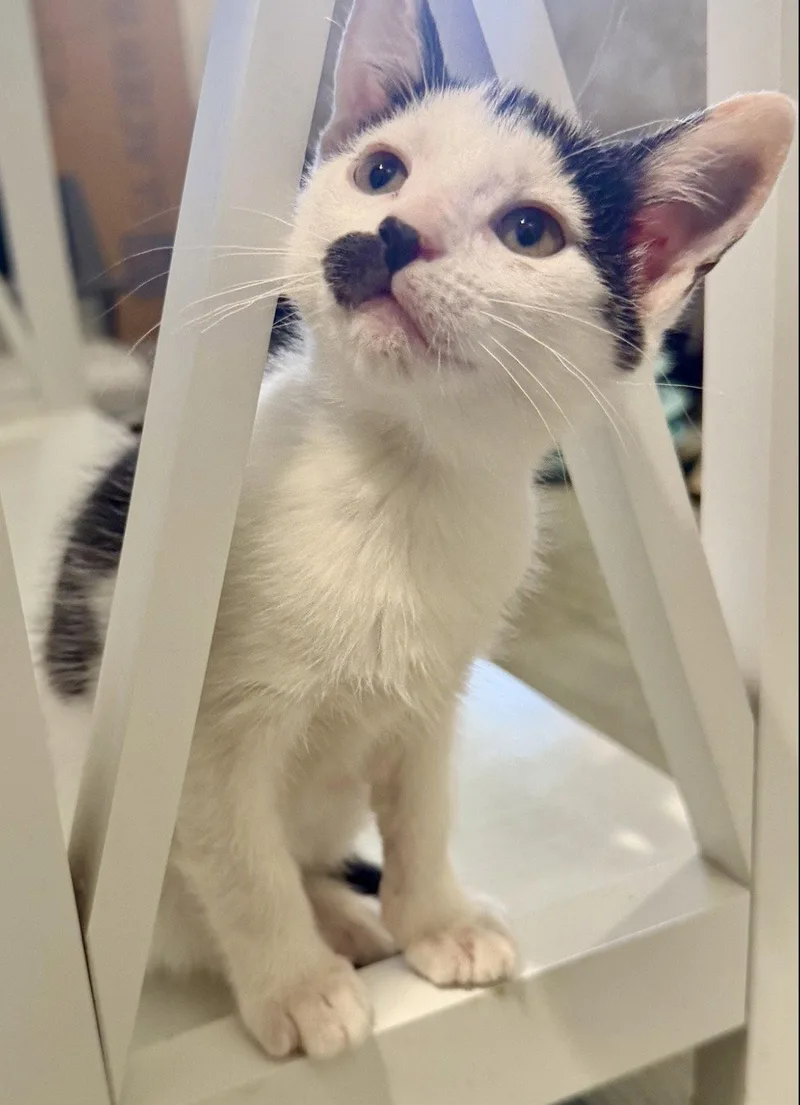 A baby medium-sized female Black & White / Tuxedo Domestic Short Hair cat named Andi for adoption in Royal Palm Beach, FL