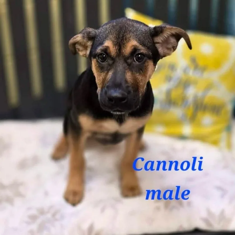 Cannoli