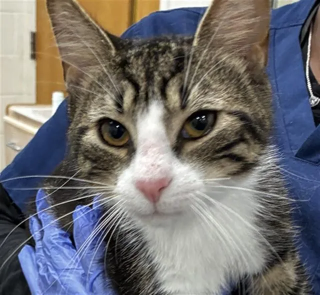 A young medium-sized male Domestic Short Hair cat named Catorce for adoption in Upper Marlboro, MD