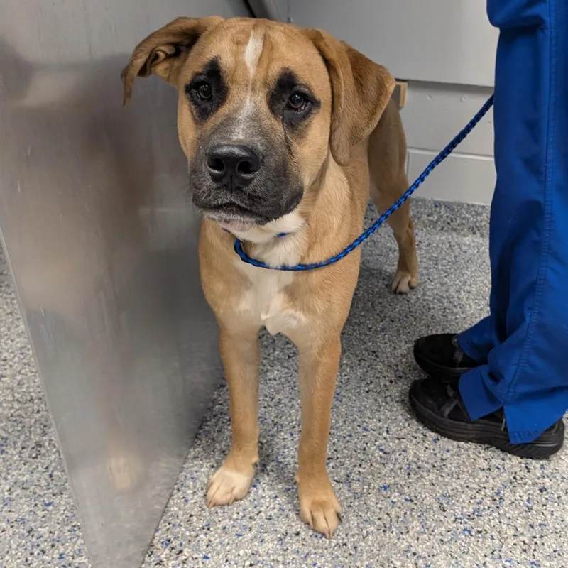 A young medium-sized male Yellow / Tan / Blond / Fawn Mixed Breed dog named Python for adoption in Greenville, SC