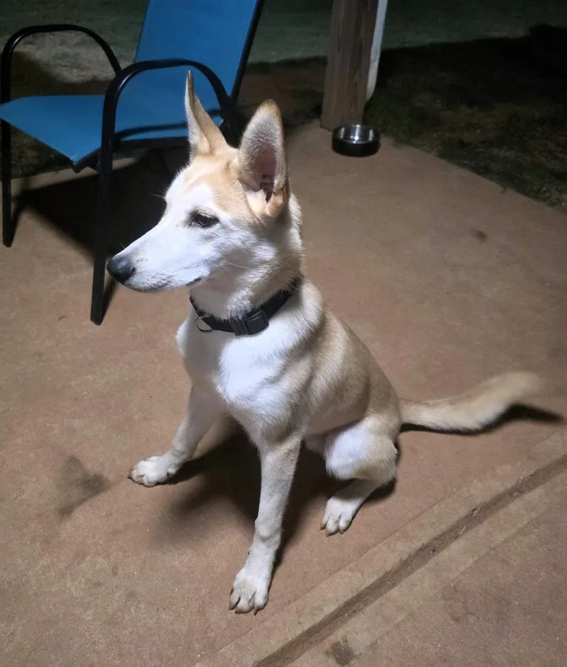 A baby medium-sized male Husky dog named Timber for adoption in Covington, GA