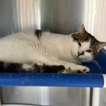 An adult large-sized male Domestic Short Hair cat named Calvin C for adoption in Cumming, GA