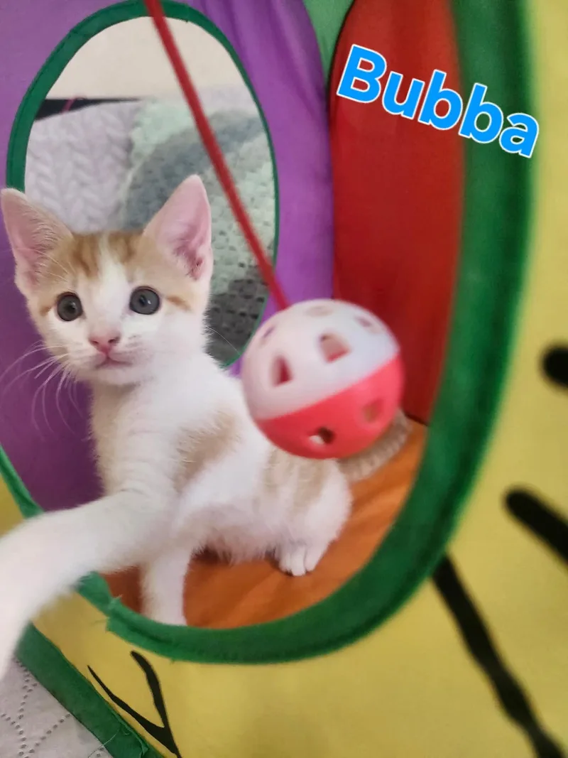 Bubba