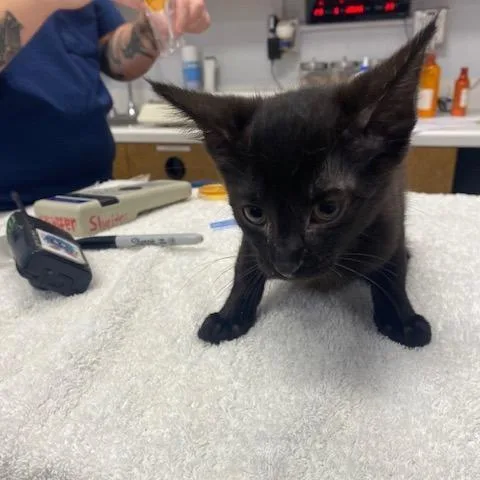 A baby small-sized male Black Domestic Short Hair cat named Serrano for adoption in West Palm Beach, FL