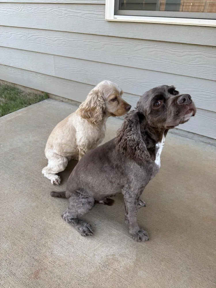 Tucker and Bailey  thumbnail 3
