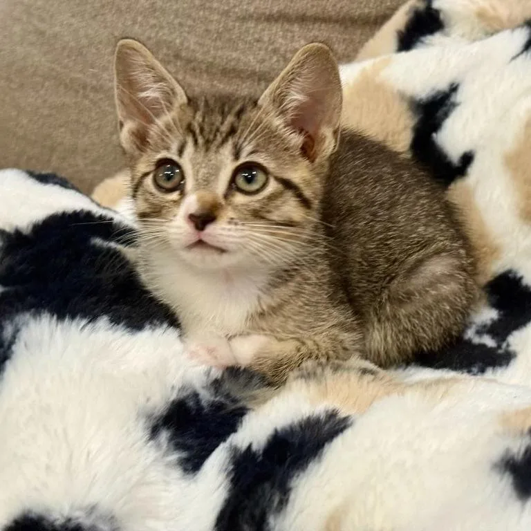 A baby small-sized male Brown / Chocolate Domestic Short Hair cat named Briar for adoption in San Antonio, TX
