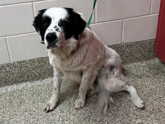 A young large-sized male Great Pyrenees dog named Ai for adoption in Colorado Springs, CO