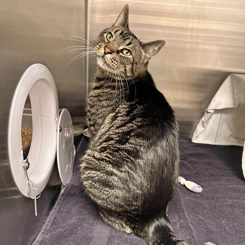 A senior large-sized male Domestic Short Hair cat named Sampson for adoption in Hailey, ID