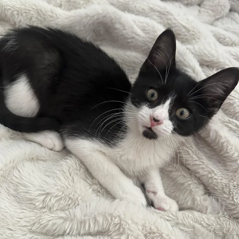 A baby small-sized male White Domestic Short Hair cat named Bucky for adoption in Auburn, AL