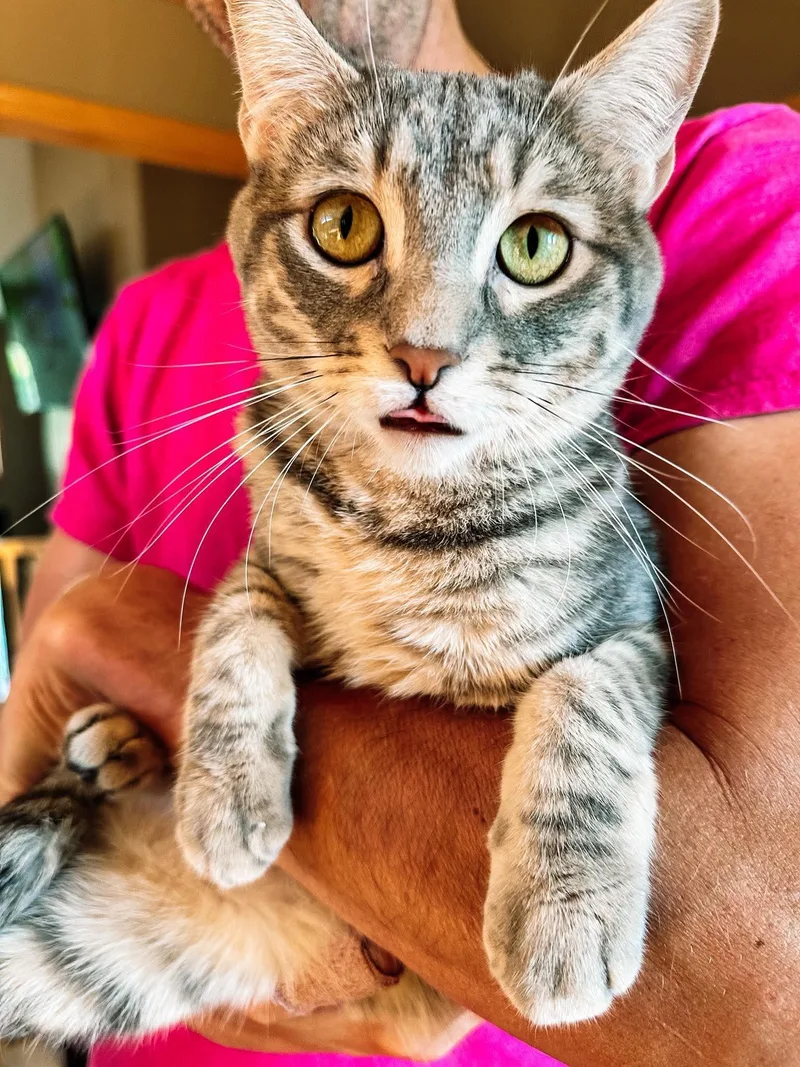 An adult medium-sized male Tabby (Gray / Blue / Silver) Domestic Short Hair cat named Petey for adoption in Sioux Falls, SD