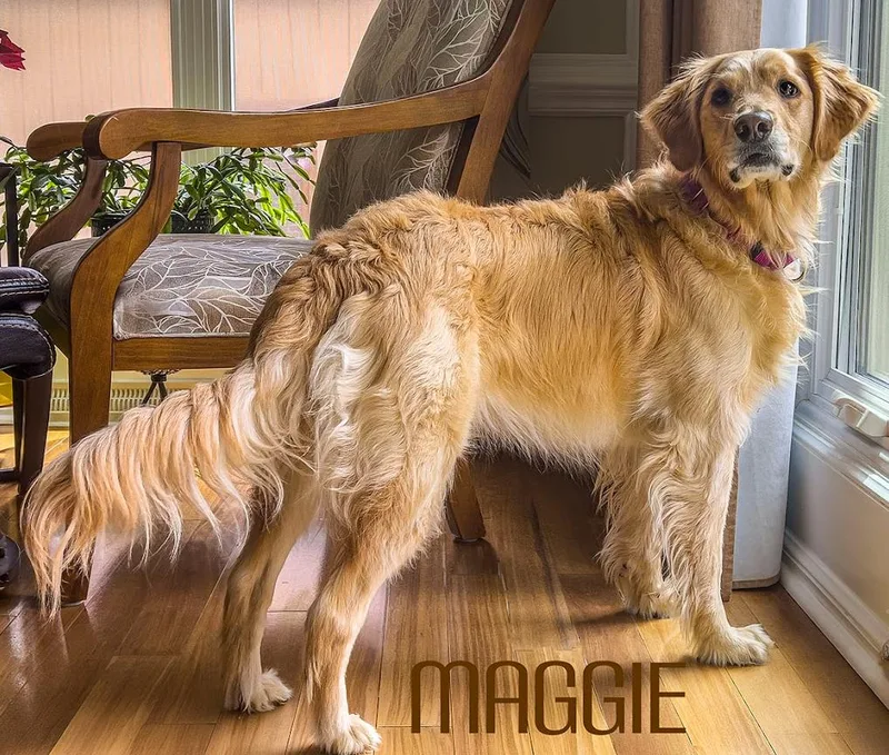 Maggie thumbnail 2