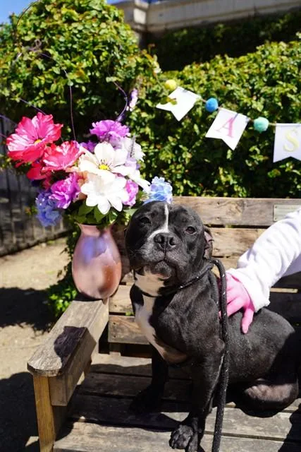 An adult large-sized male Mastiff dog named Moon Beam for adoption in Sacramento, CA