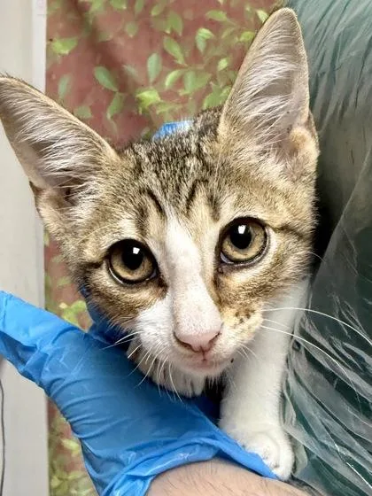 A young small-sized male Domestic Short Hair cat named Blake for adoption in San Antonio, TX