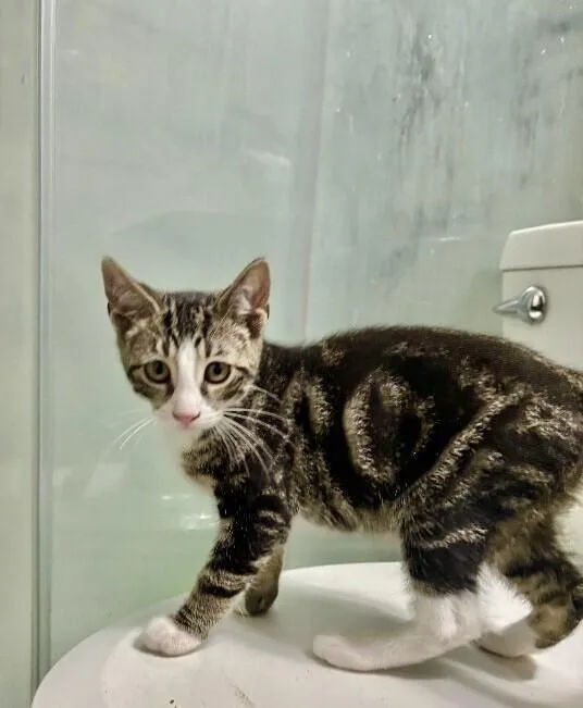 A young medium-sized male Tabby (Brown / Chocolate) Domestic Short Hair cat named Roy for adoption in North Babylon, NY