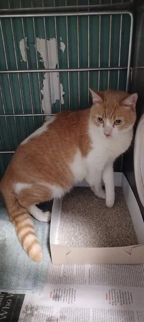 An adult medium-sized male Domestic Short Hair cat named Oso for adoption in Baldwin Park, CA
