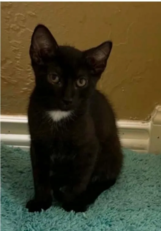 A baby medium-sized male Black Domestic Short Hair cat named Pocky for adoption in Warr Acres, OK