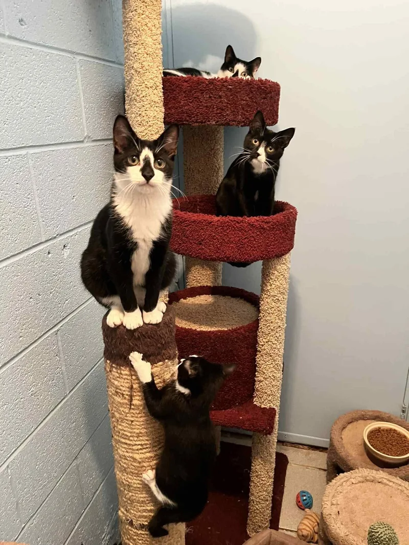 Matcha  Gentle Cat thumbnail 3