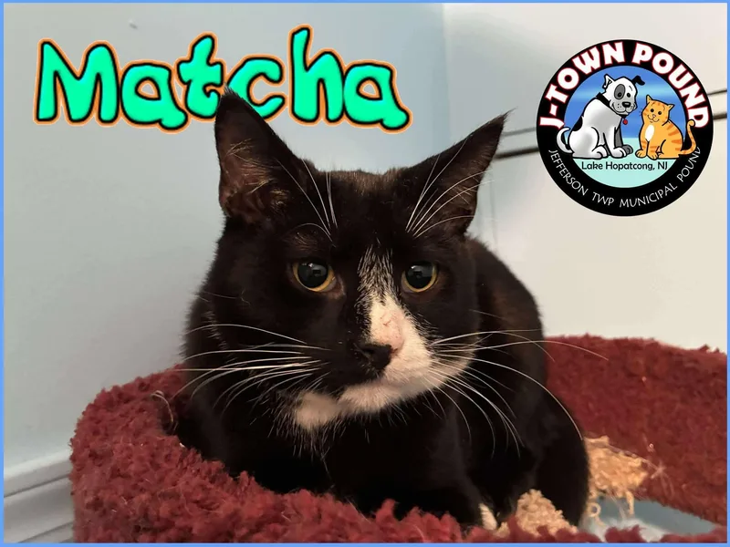 Matcha  Gentle Cat thumbnail 4