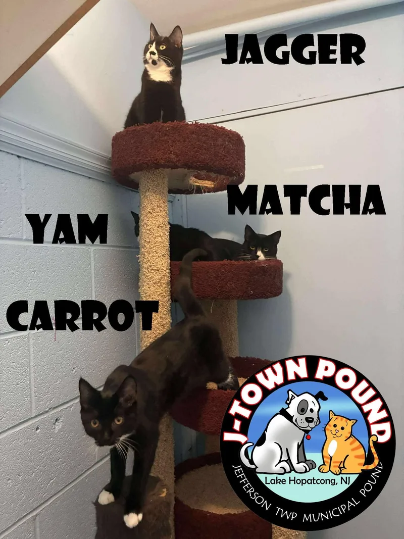 Matcha  Gentle Cat thumbnail 6