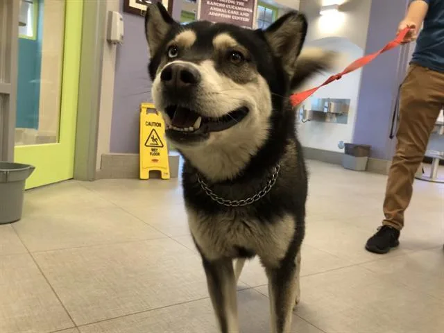 A senior large-sized male Husky dog named Amigo for adoption in Rancho Cucamonga, CA
