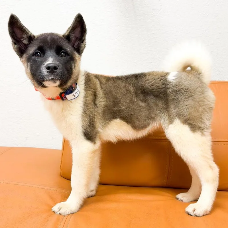A baby small-sized female Akita dog named Luna for adoption in Parker, CO