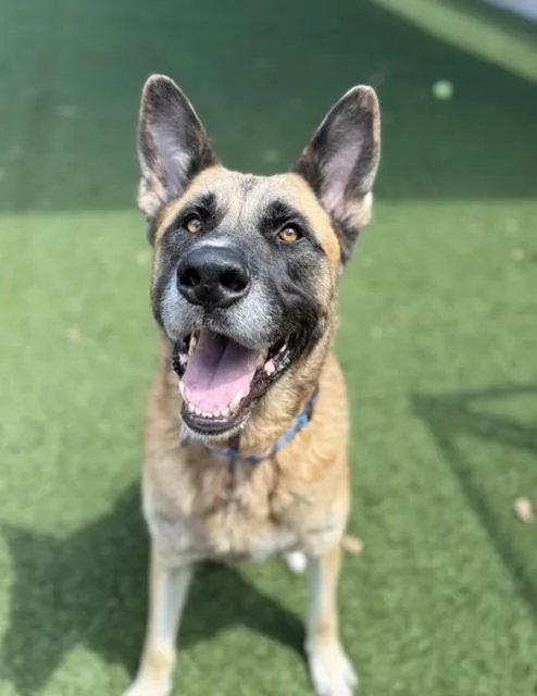 An adult large-sized male Mixed Breed dog named Turbo for adoption in Dallas, TX