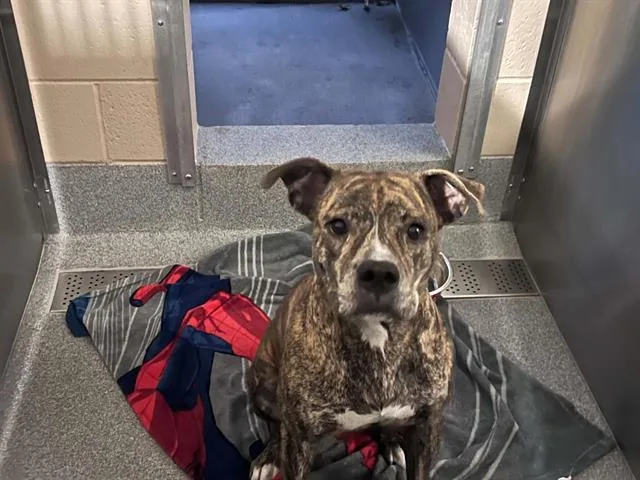 A young large-sized female Pit Bull Terrier dog named Olive for adoption in Tustin, CA