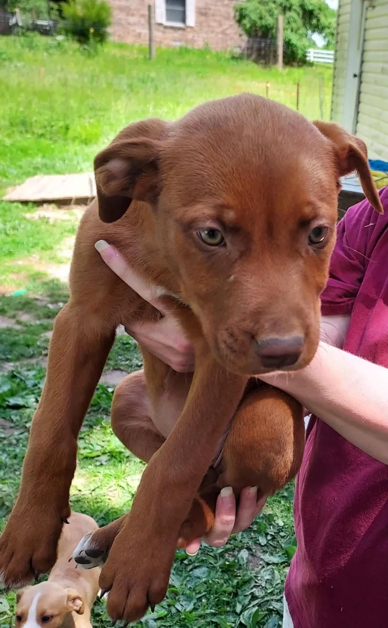 A baby medium-sized female Bicolor Mixed Breed dog named Madame Muddypaws Moriarty for adoption in Plainfield, IN