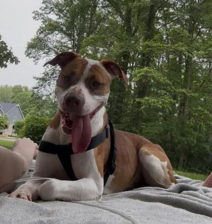 An adult large-sized female Mixed Breed dog named Marla for adoption in Columbus, IN