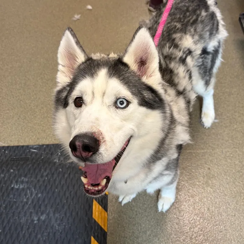 An adult medium-sized male Gray / Blue / Silver Siberian Husky dog named Kai for adoption in Council Bluffs, IA