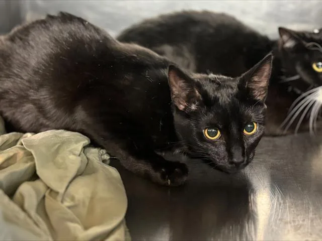 A young large-sized female Domestic Short Hair cat named Tan Line for adoption in Grand Prairie, TX