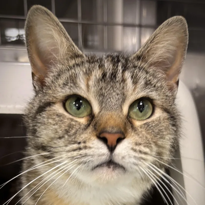 An adult medium-sized female Domestic Short Hair cat named Matilda for adoption in Ashland, OH
