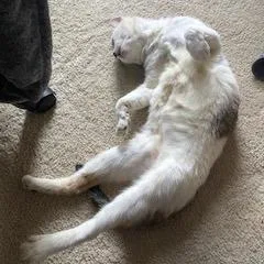 Scrabbles thumbnail 2