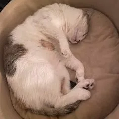 Scrabbles thumbnail 3