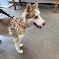 An adult large-sized female Red / Chestnut / Orange Husky dog named YORKStray for adoption in York, PA