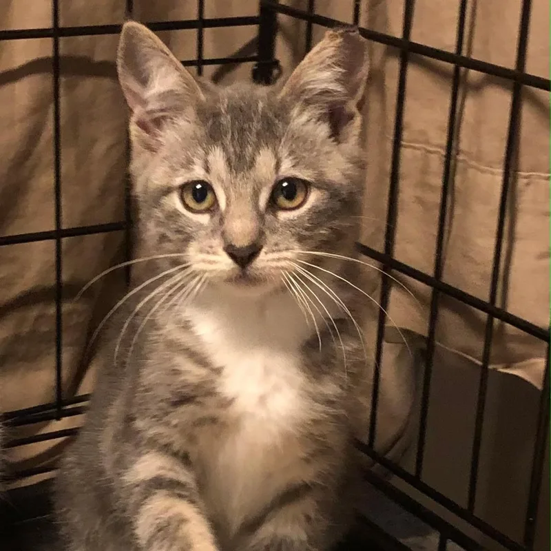 A baby medium-sized female Domestic Short Hair cat named H Girls for adoption in Clifton, NJ