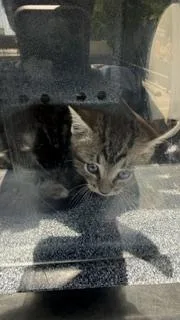 A baby large-sized male Domestic Long Hair cat named Titos for adoption in Dallas, TX