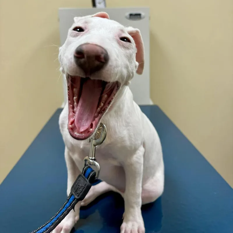 A young medium-sized female White / Cream American Staffordshire Terrier dog named Icicle for adoption in Long Island City, NY